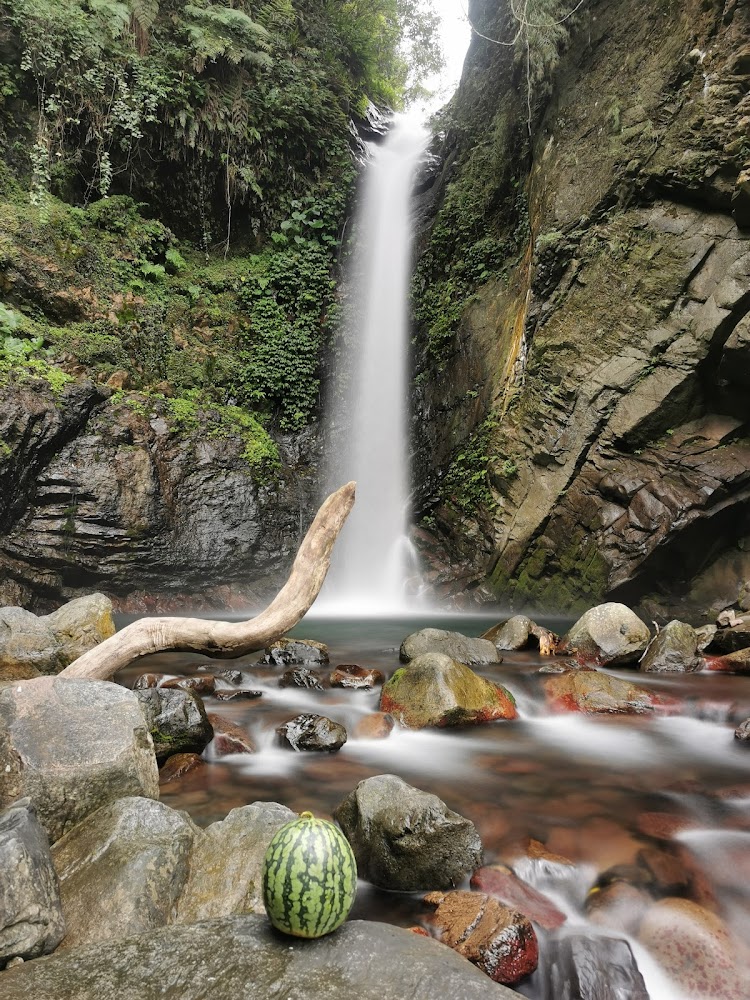 陽光灑落茂密森林步道的唯美景色