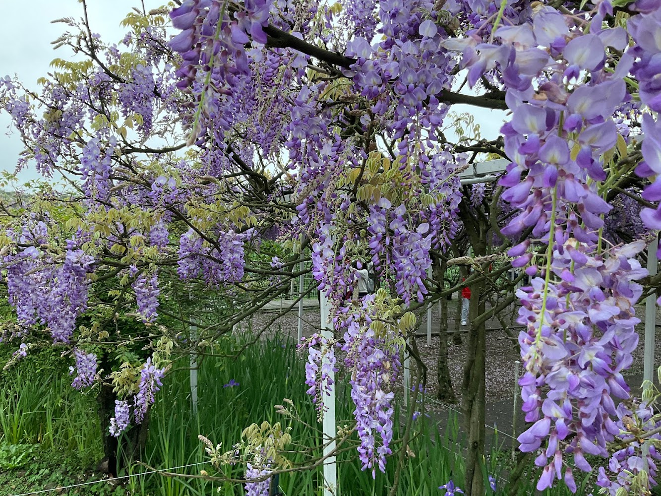 淡水紫藤花園一號屯山園區（原紫藤咖啡園一店）
