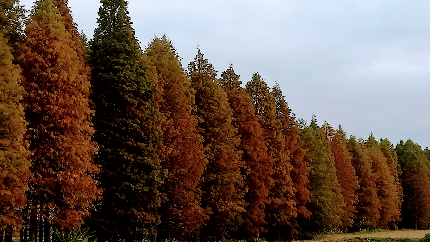 桃園必去景點大公開｜2025年最新排行榜，不看後悔！