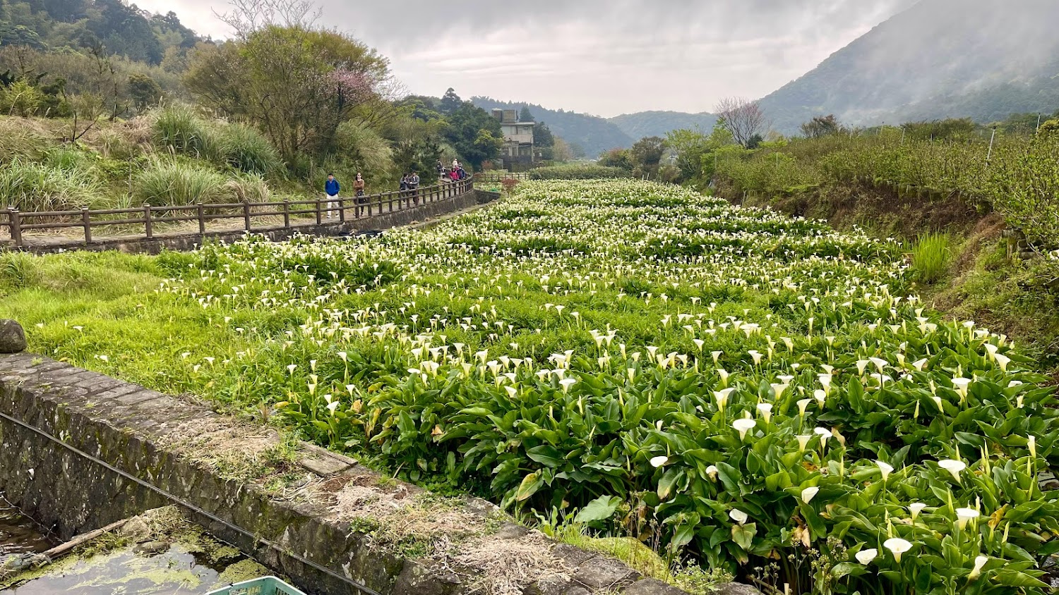 竹子湖必遊景點推薦｜不容錯過的自然美景
