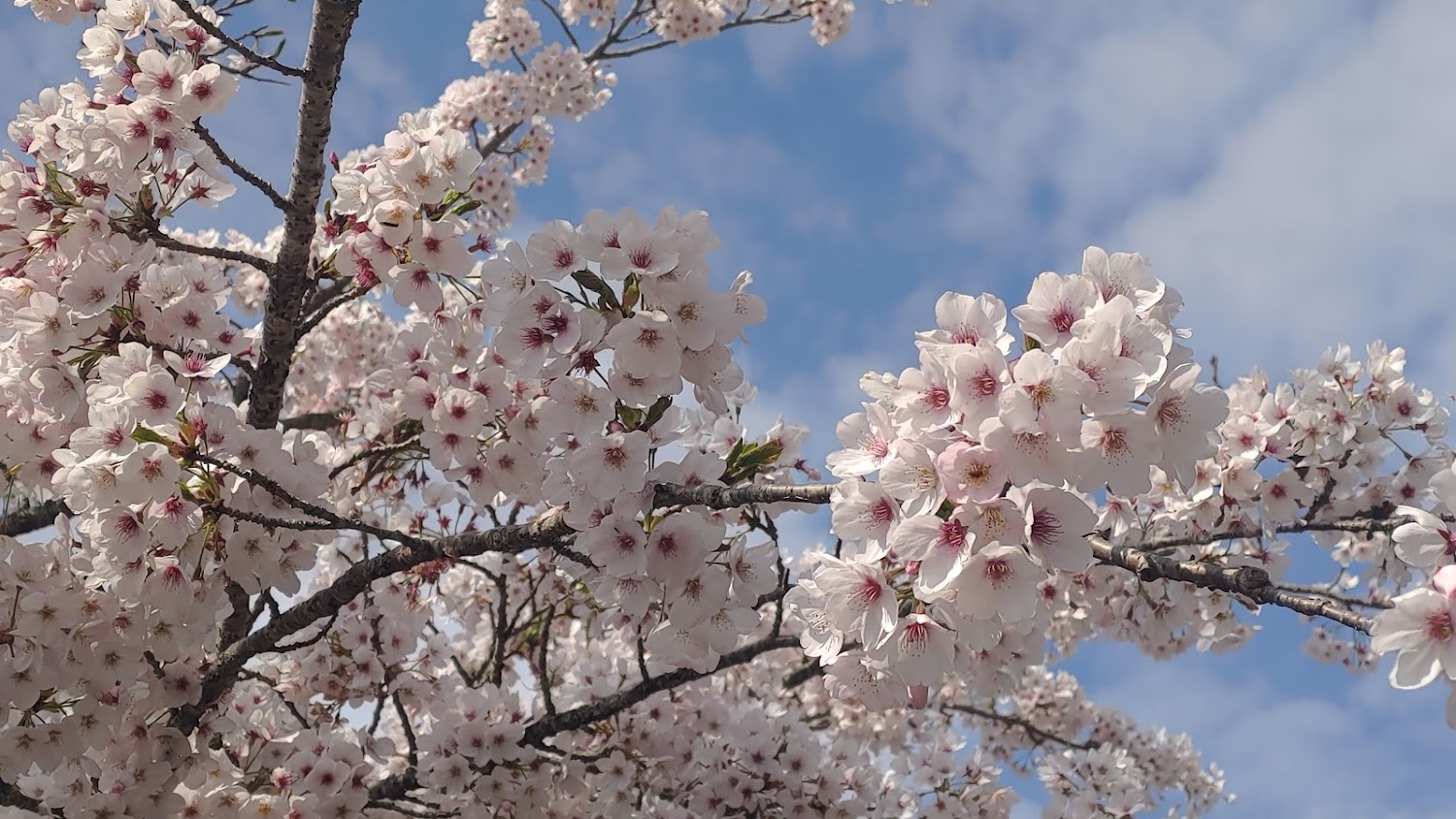 阿里山旅遊必知攻略：5個不能錯過的景點與美食推薦｜祝山觀日平台