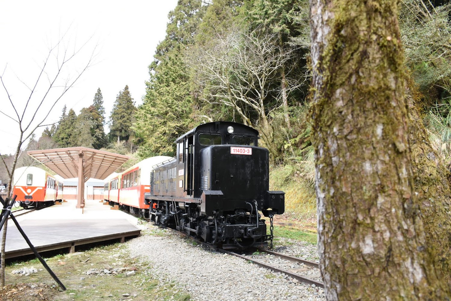 阿里山國家森林遊樂區