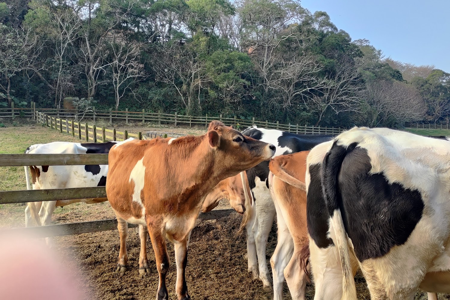 飛牛牧場不踩雷！親子遊最佳活動推薦