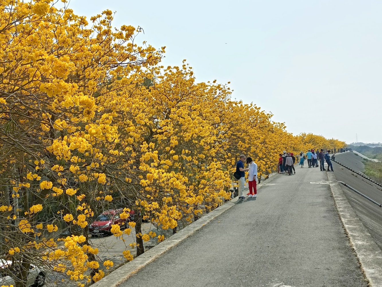 黃金風鈴木賞花攻略｜這些旅遊景點絕對不能錯過！
