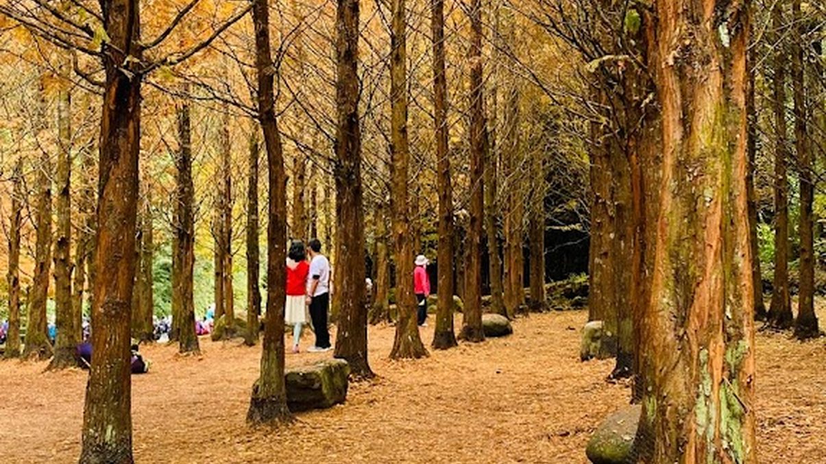 杉林溪旅行指南：探訪台灣隱藏的自然瑰寶