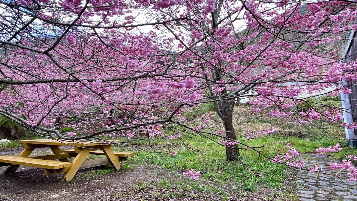 探索武陵農場：四季如春的自然秘境與活動