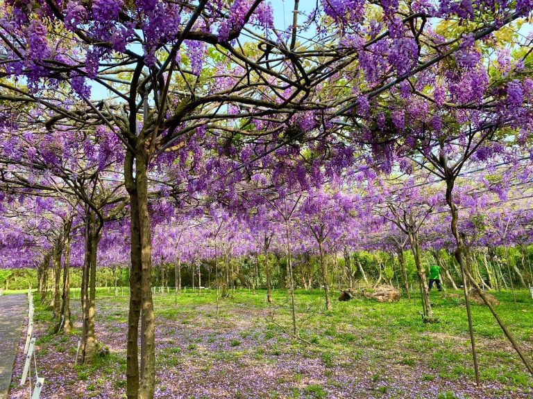 紫藤花季最佳賞花地點大推薦：必去的賞紫藤花景點
