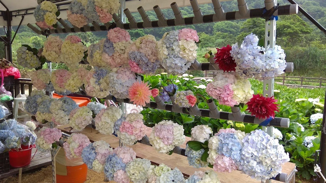 繡球花的美麗秘訣與熱門景點推薦