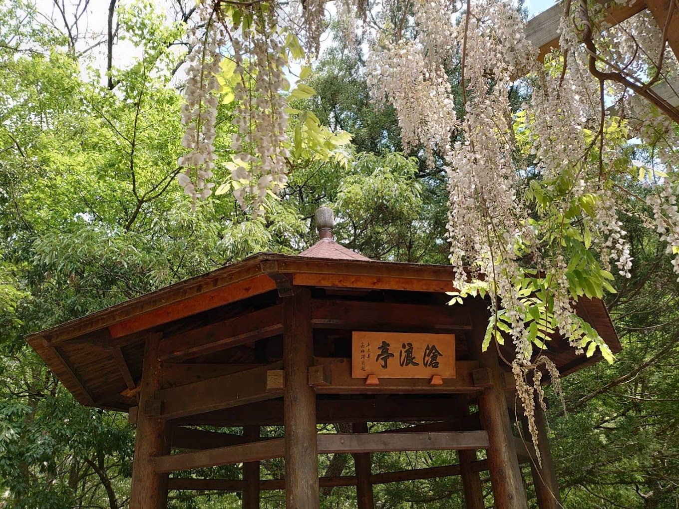 紫藤花景點攻略|輕鬆尋訪熱門賞花地點