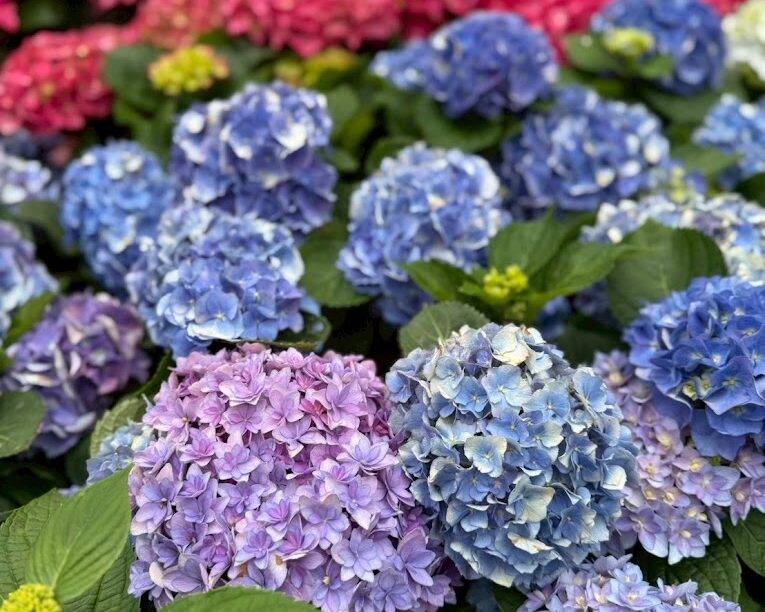 繡球花秘境大揭曉：台灣絕美賞花景點推薦（2025）