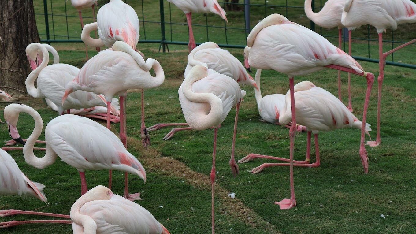 2025九九峰動物樂園必遊攻略｜不容錯過的亮點