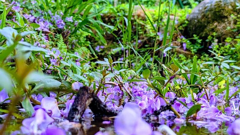 淡水紫藤花園必訪指南｜避開遊客，享受秘境日光
