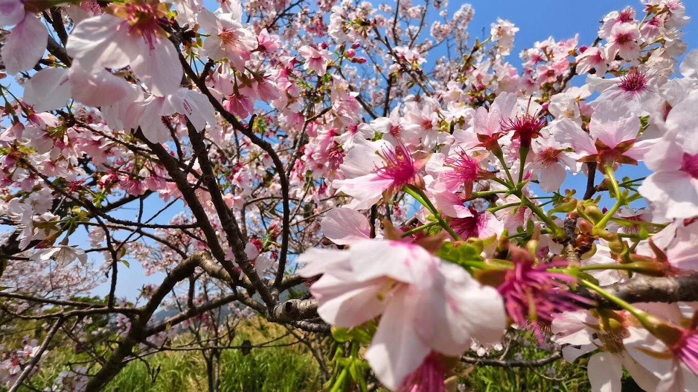 竹子湖必遊景點推薦｜不容錯過的自然美景