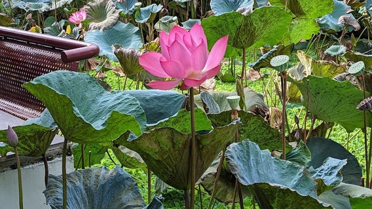 新竹景點：探索新竹最美的公園與湖泊