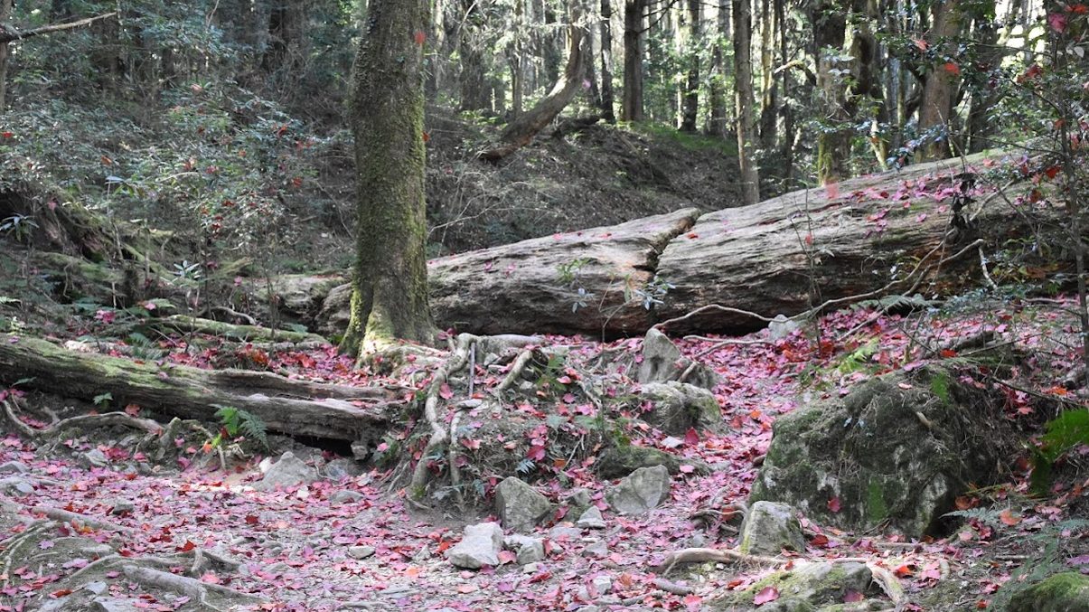 大雪山國家森林遊樂區的必訪景點:提升你的旅行體驗!