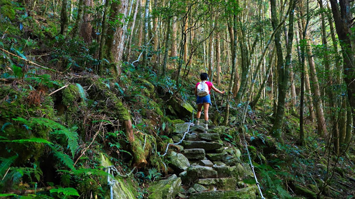 大雪山國家森林遊樂區的必訪景點:提升你的旅行體驗!