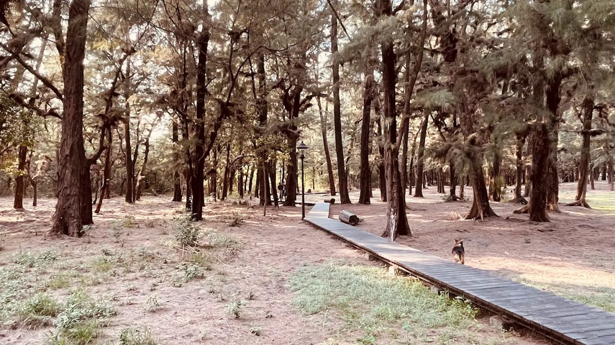 Cropped_resized_1205x679_foresttrail