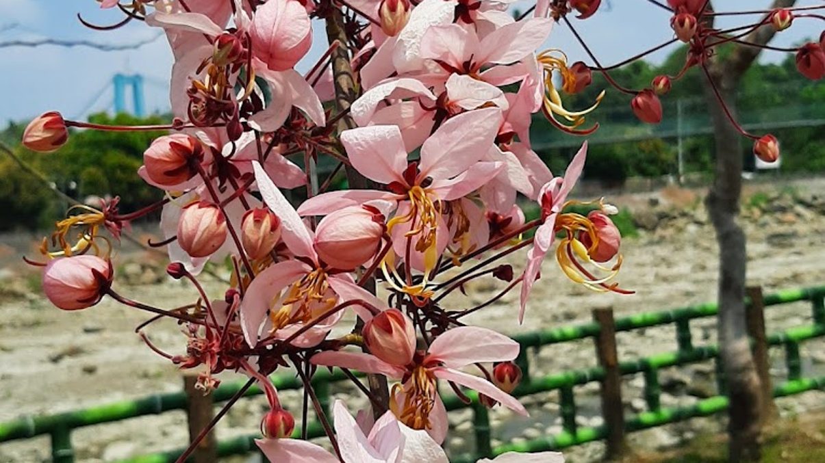 花旗木旅遊指南：探索台灣美麗的花旗木秘境與相關景點