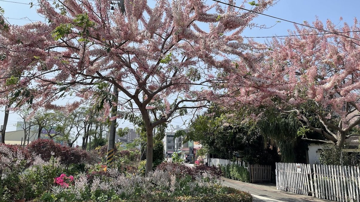 花旗木旅遊指南：探索台灣美麗的花旗木秘境與相關景點