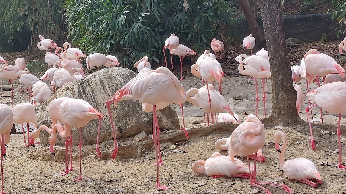 頑皮世界野生動物園的完美家庭旅遊指南