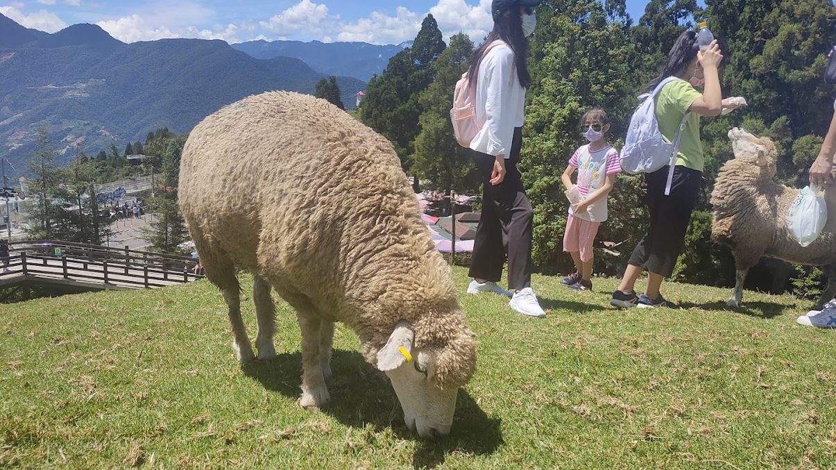 探索清境農場的景點與美食體驗