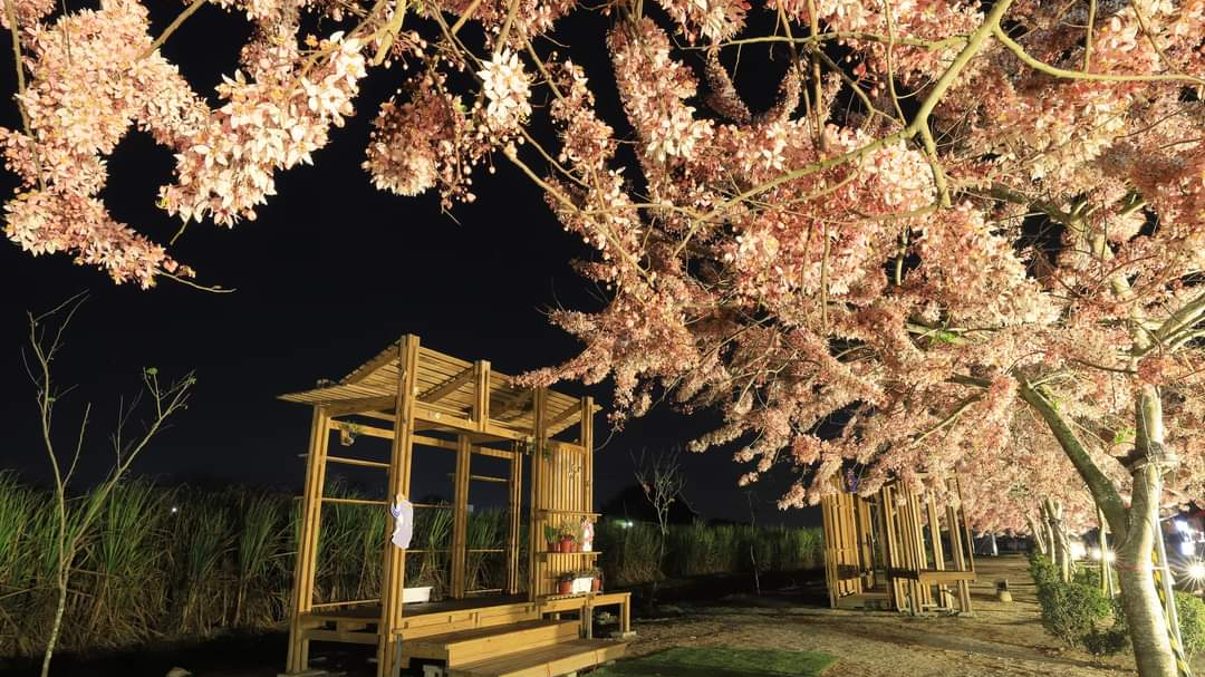 花旗木旅遊指南：探索台灣美麗的花旗木秘境與相關景點