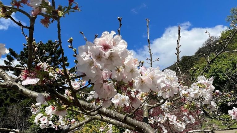陽明山花季攻略：欣賞花鐘與周邊美景的必訪指南