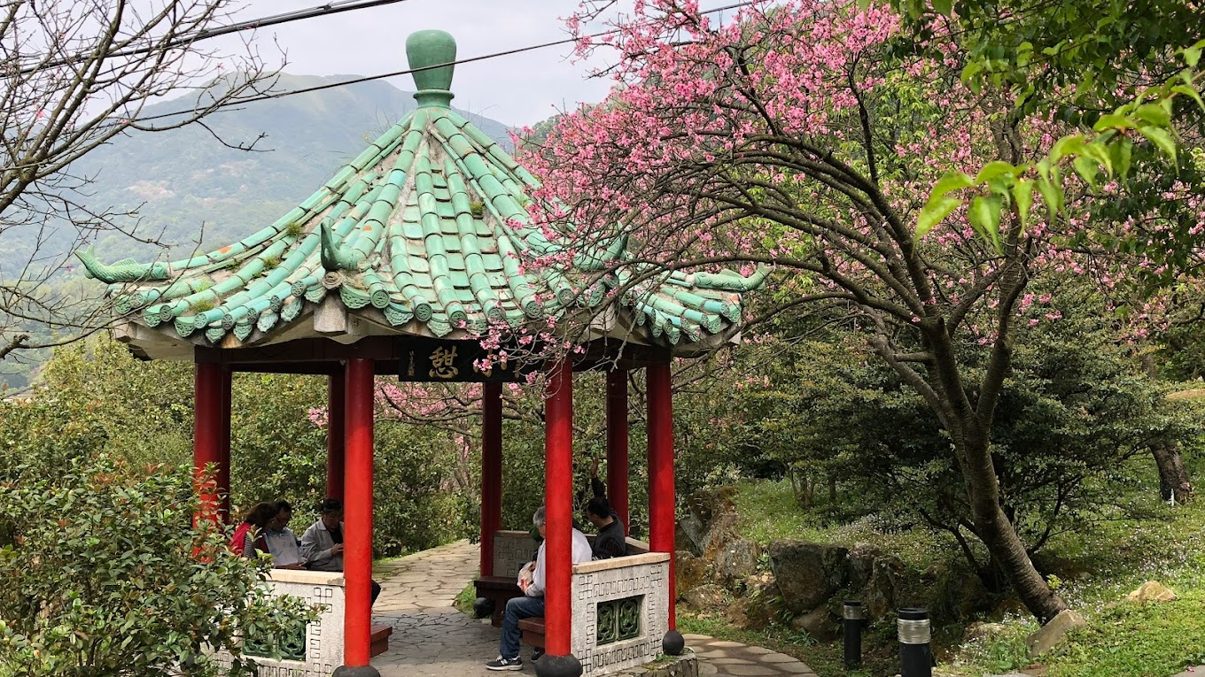 陽明山花季攻略：欣賞花鐘與周邊美景的必訪指南