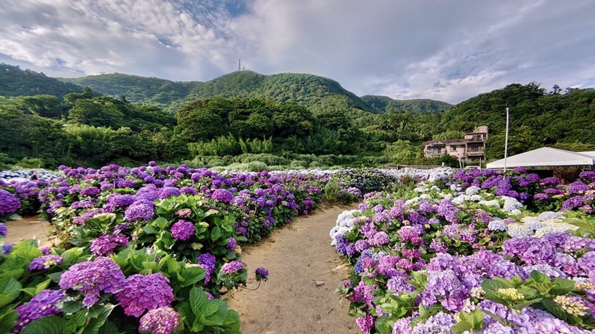 陽明山繡球花之旅：如何享受這場美麗的花海盛宴