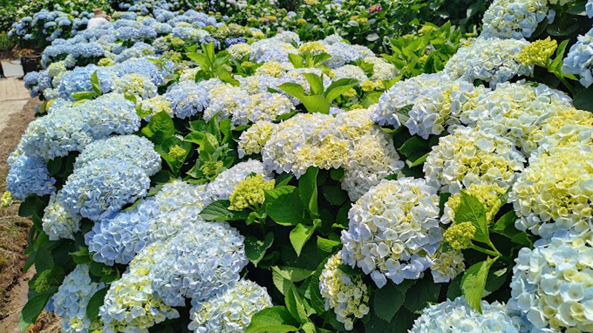 陽明山繡球花之旅：如何享受這場美麗的花海盛宴