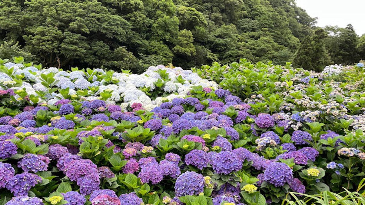 陽明山繡球花之旅：如何享受這場美麗的花海盛宴