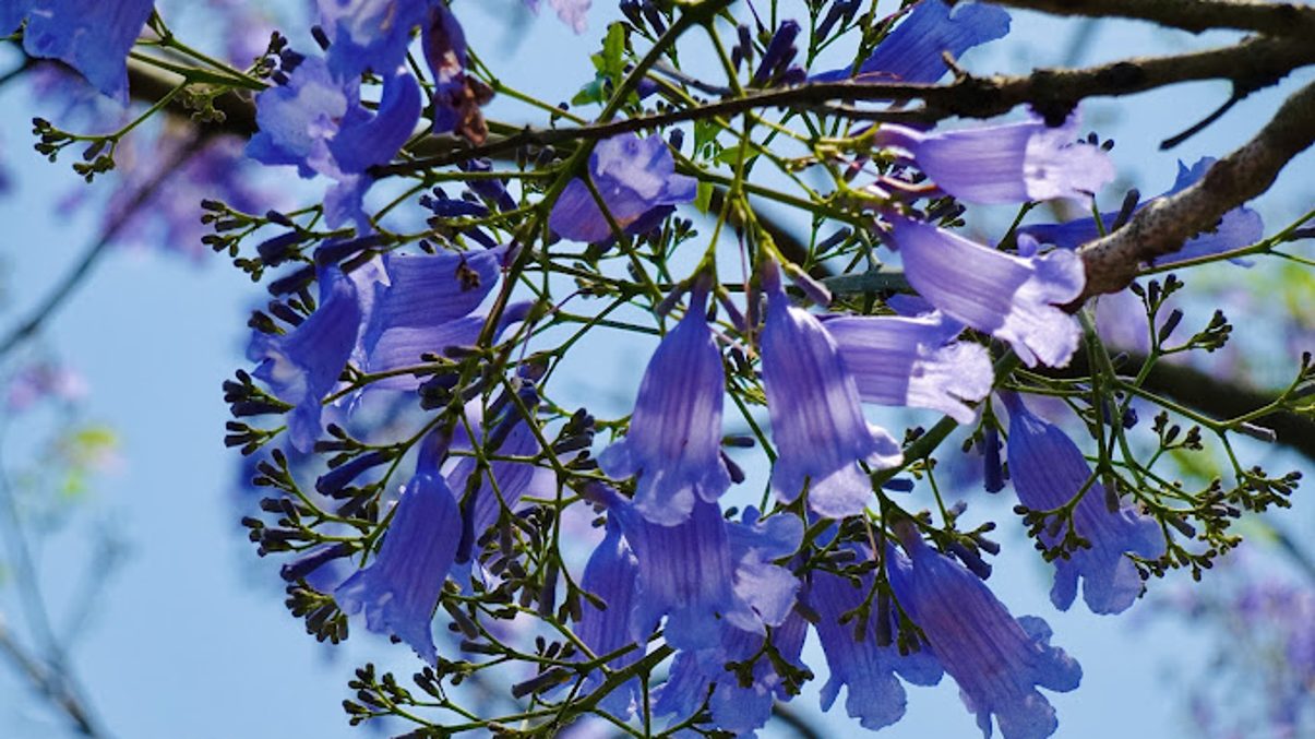 探索藍花楹隧道：讓你沉醉在花海中的夢幻旅程