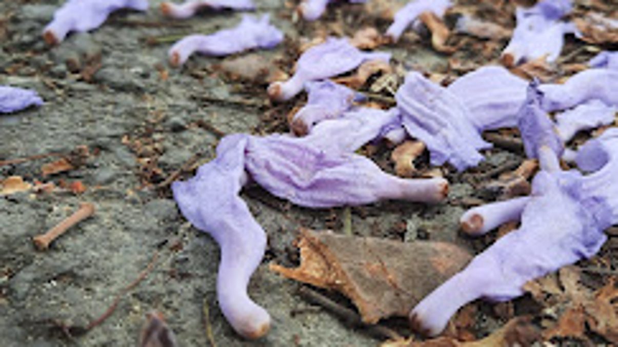 Cropped_resized_image41_1205px_16_9