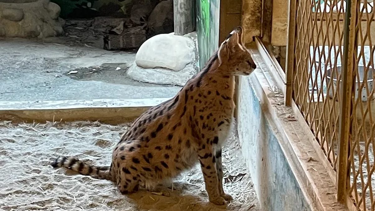 頑皮世界野生動物園：樂在其中的家庭旅遊好去處