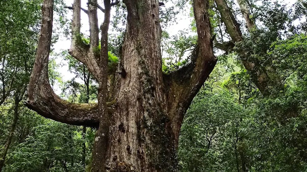探索司馬庫斯:一個充滿魅力的原住民村落