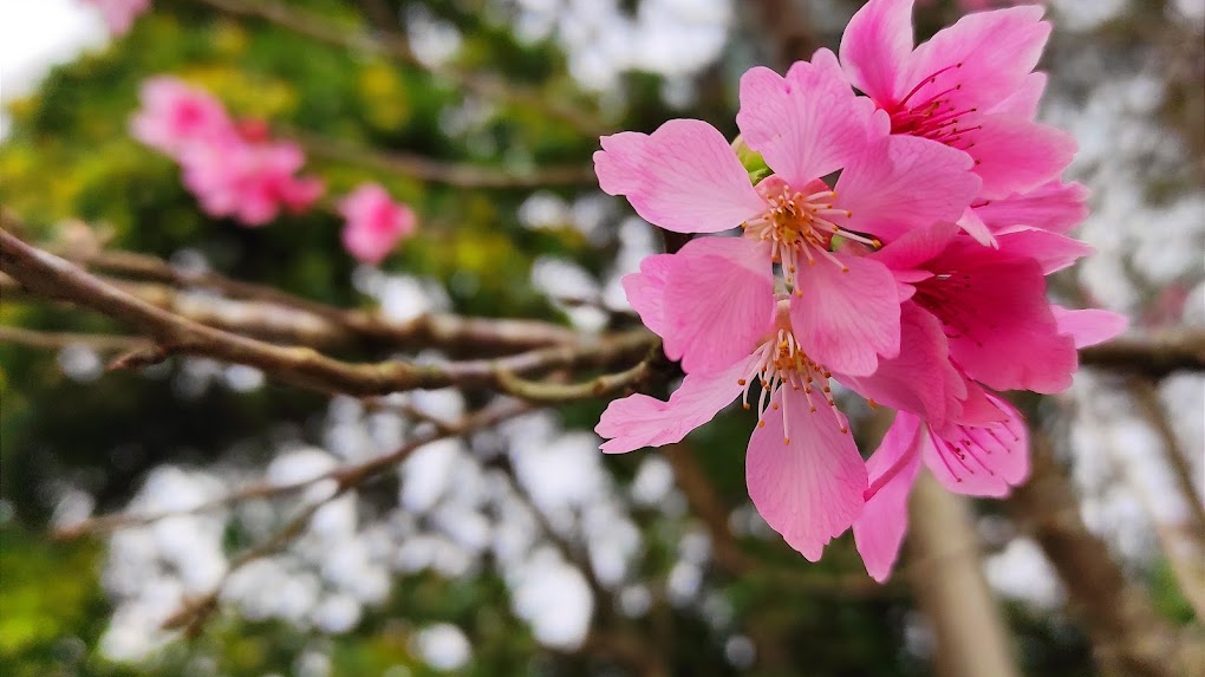 探索石門水庫的美麗風光：必訪景點與活動介紹