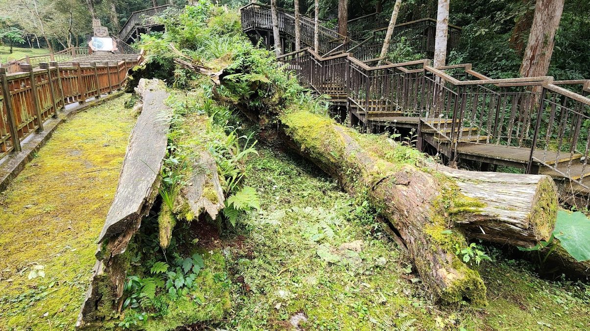 探索臺灣的美麗景點｜台中市、台北及溪頭自然教育區的必訪名單