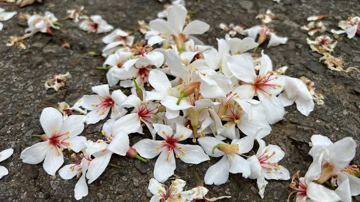 苗栗景點推薦｜不可錯過的熱門景點