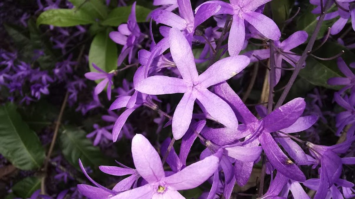 探索錫葉藤的魅力花園｜最佳觀光景點與秘訣