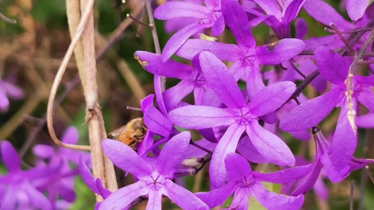 探索錫葉藤的魅力花園｜最佳觀光景點與秘訣