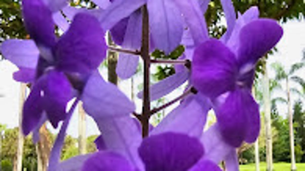 探索錫葉藤的魅力花園｜最佳觀光景點與秘訣