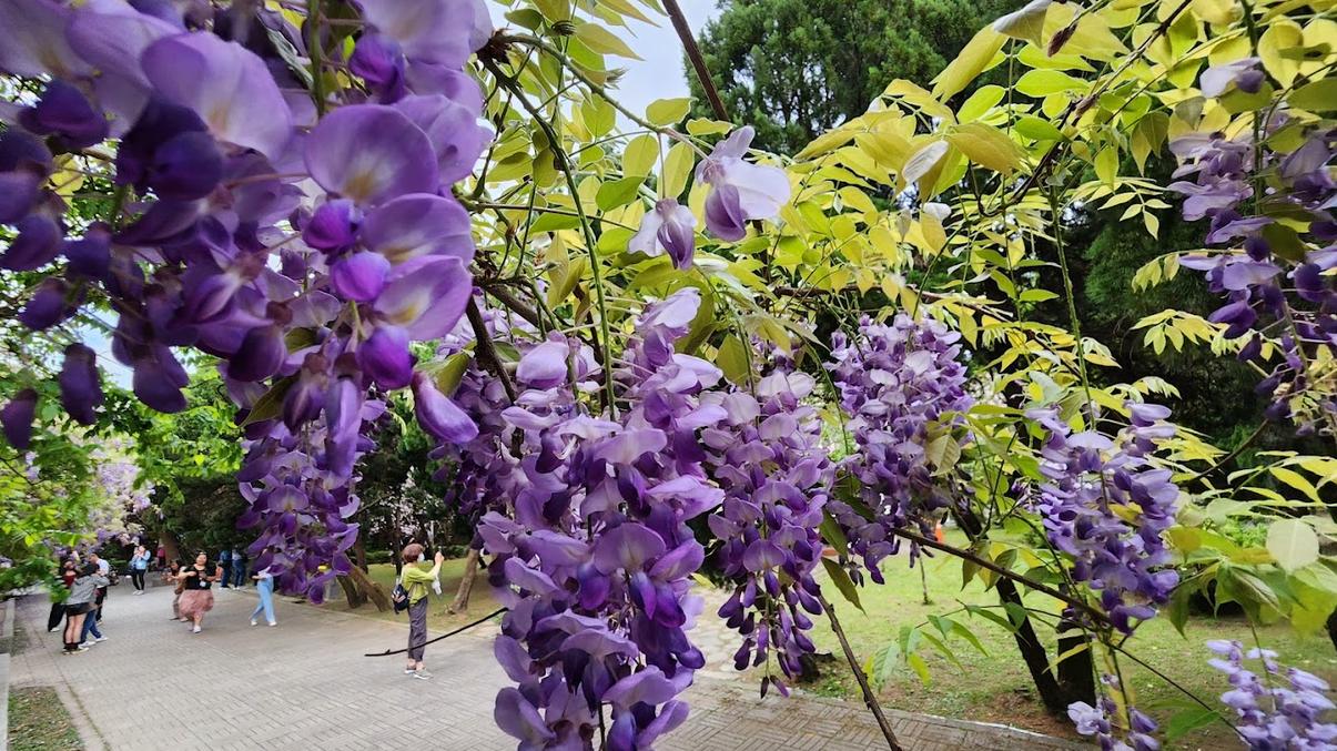 紫藤花：探索最美的紫藤花景點及最佳賞花時機