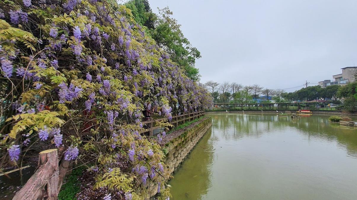 紫藤花：探索最美的紫藤花景點及最佳賞花時機