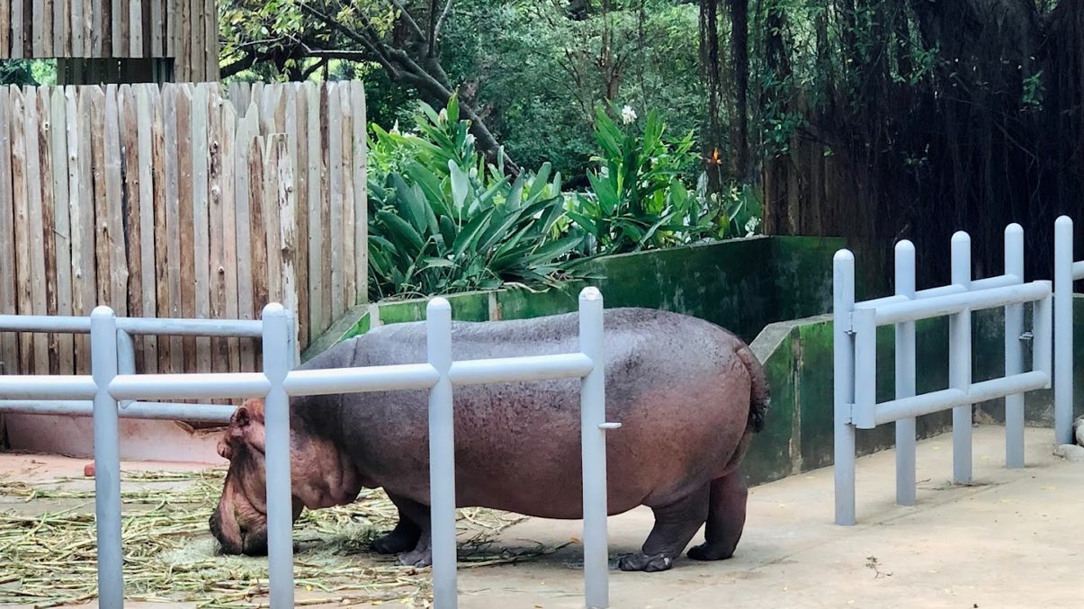 新竹動物園：探索亞洲熱帶雨林的奇特動物