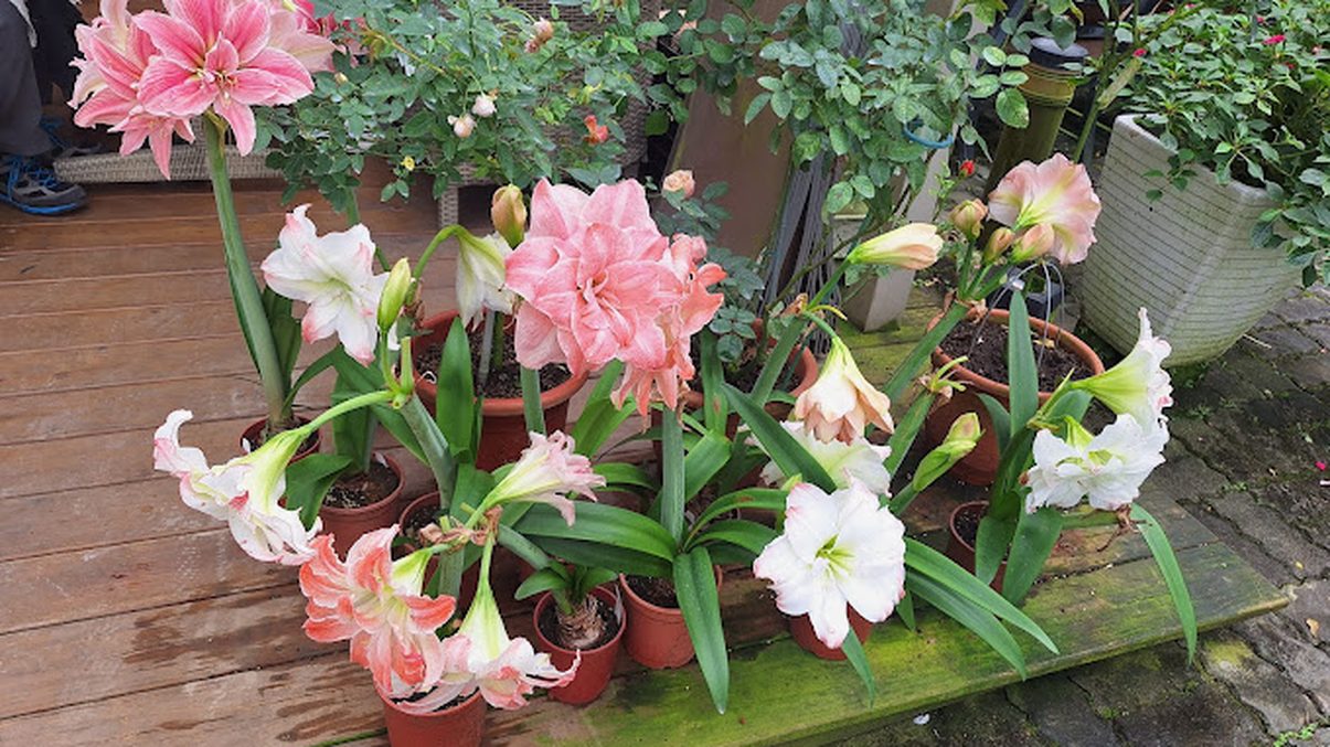 南法玫瑰園的完美饗宴:歐風料理與咖啡美食的最佳體驗