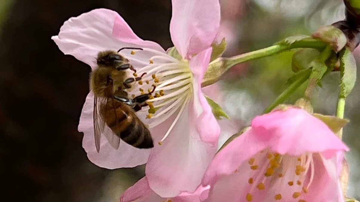 新竹公園：最佳賞櫻秘境及周邊景點介紹