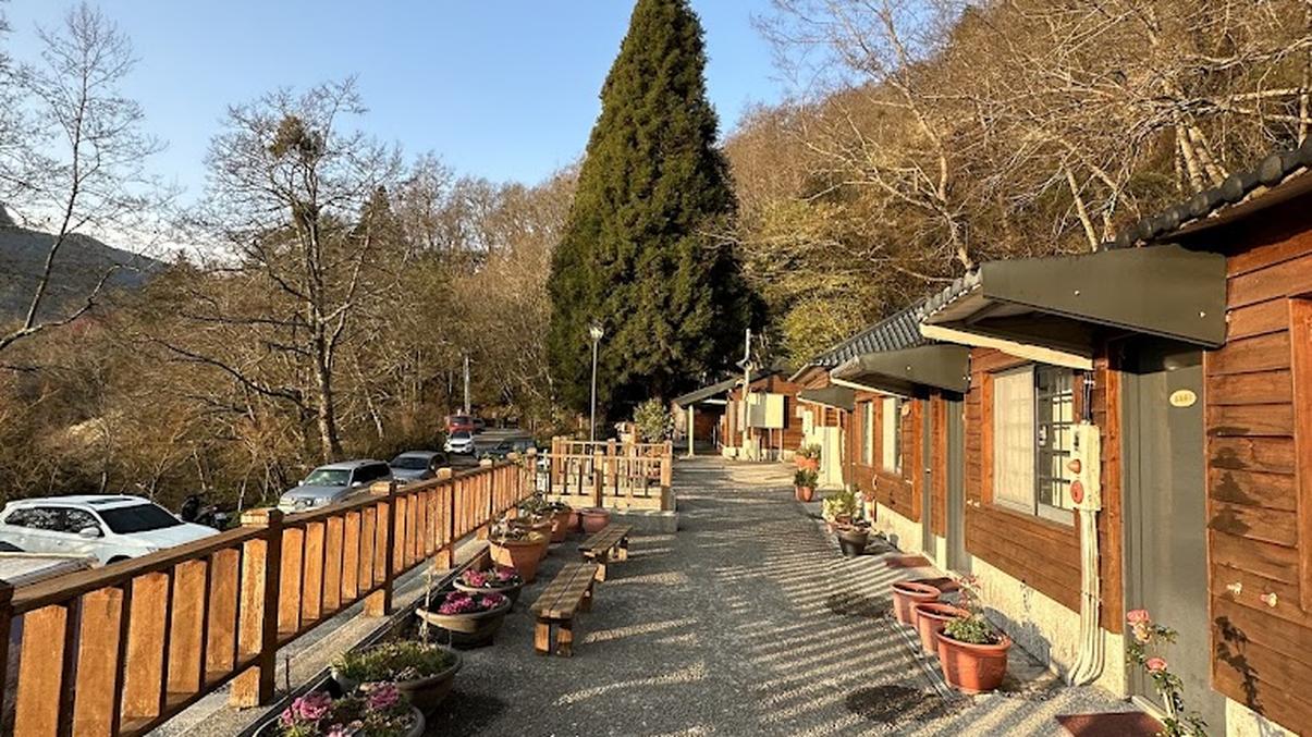 觀霧山莊-霧社櫻王|回顧最美的櫻花季節與壯麗景觀