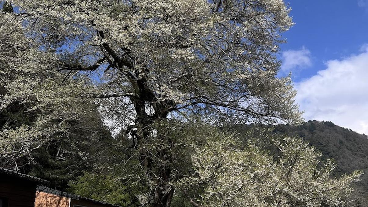 觀霧山莊-霧社櫻王|回顧最美的櫻花季節與壯麗景觀
