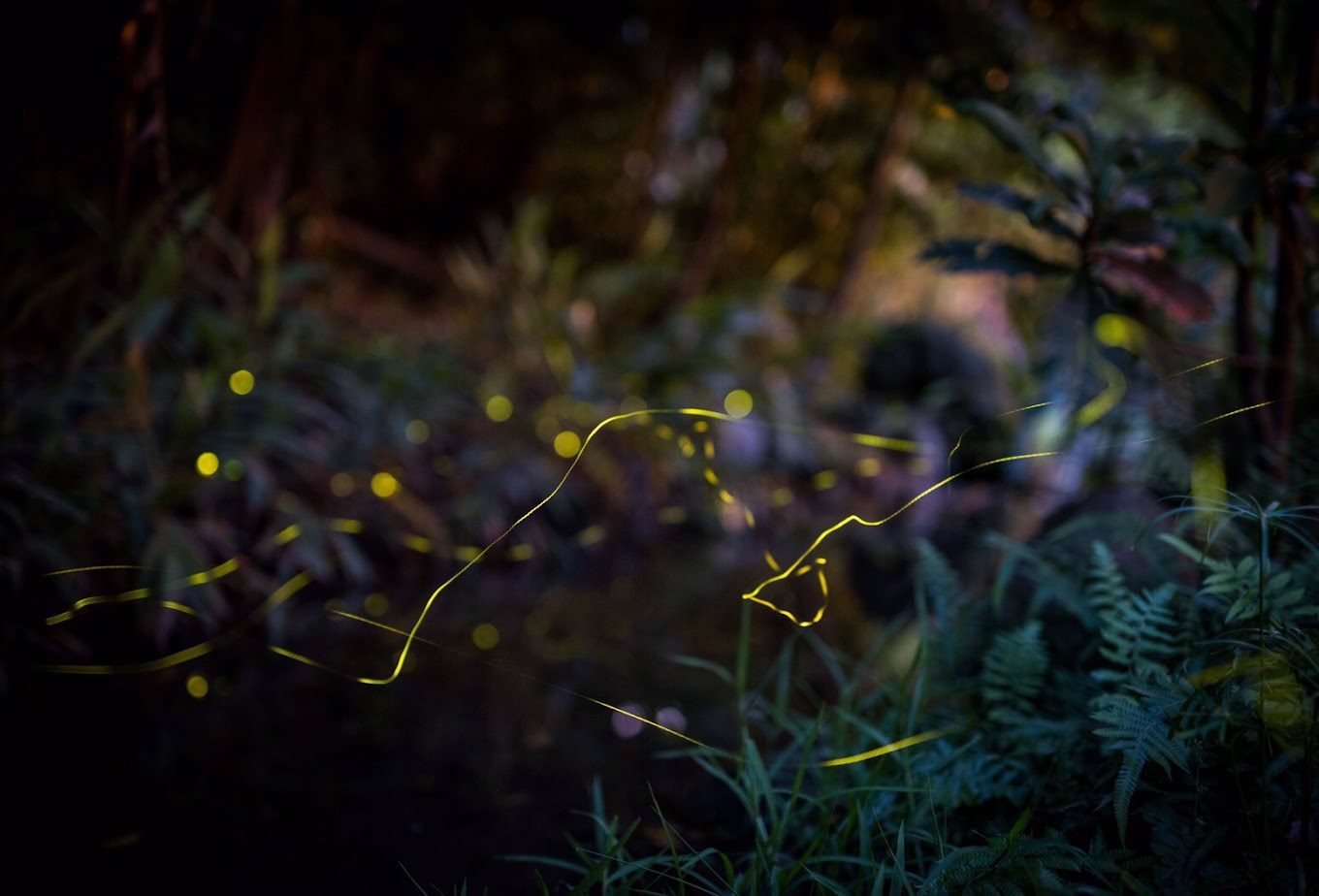 螢火蟲探索之旅：這些地點讓你一睹為快