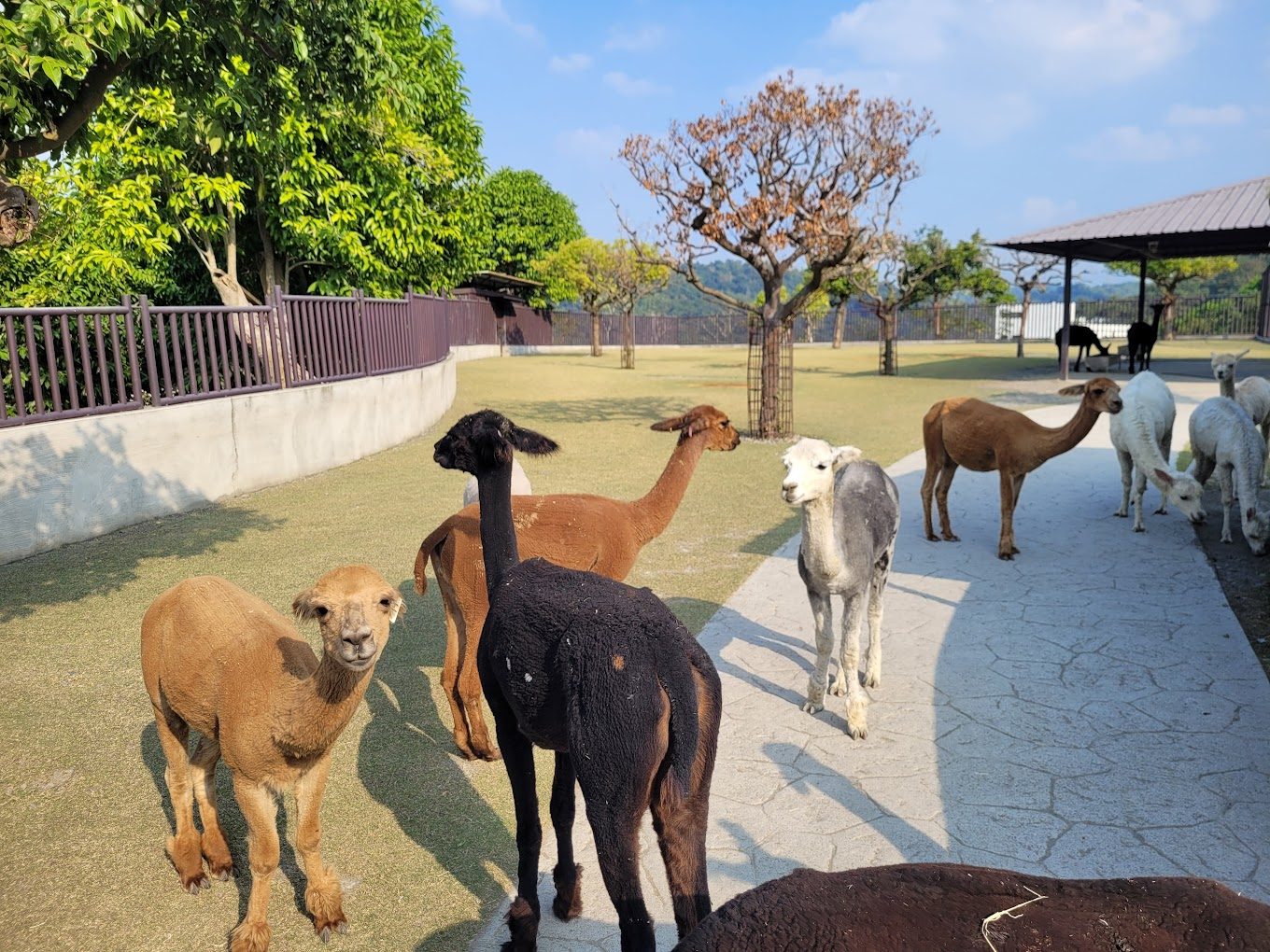 九九峰動物樂園：家庭親子遊的新亮點，精彩瞬間不容錯過！